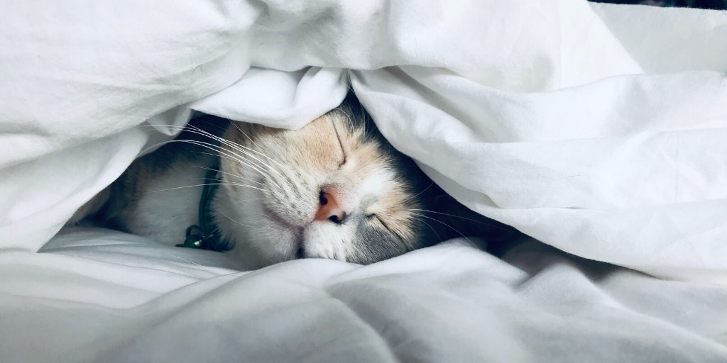 MyKanehB's tweet photo. Sleep Aid 😴🌿

This unique blend of #herbalextracts and #CBD is a popular treatment for #insomnia which increases the total sleep time &amp; quality.

#MyKanehB https://t.co/ylXC0h5ZrN