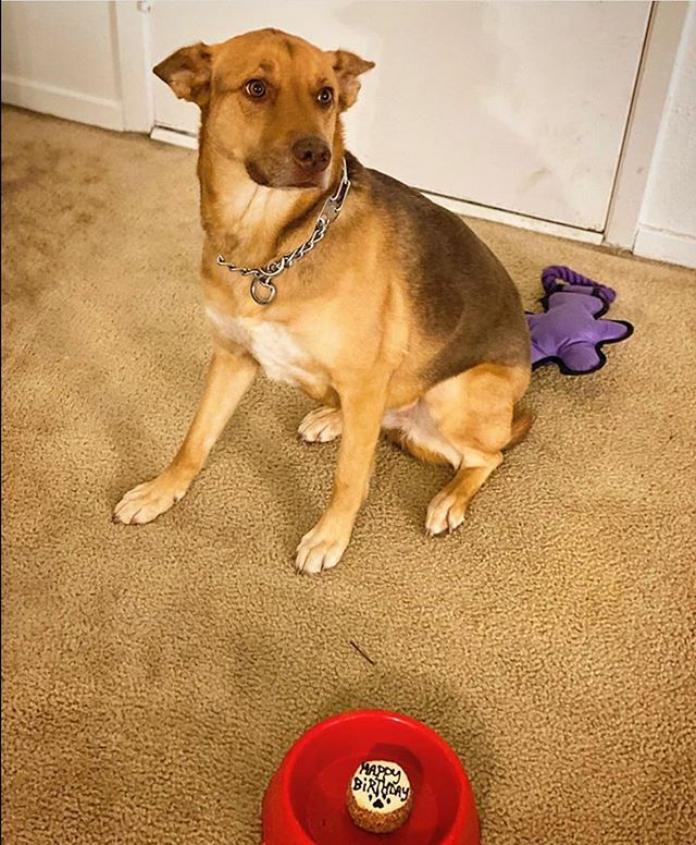 TDBDALLAS's tweet photo. Happy belated birthday Java! 🥳 We hope you enjoyed every last bite 😋😍🎂#cake#yummy#cutiepie#threedogbakerydallas https://t.co/AwbmB5SsCP https://t.co/76w0GaFYeY