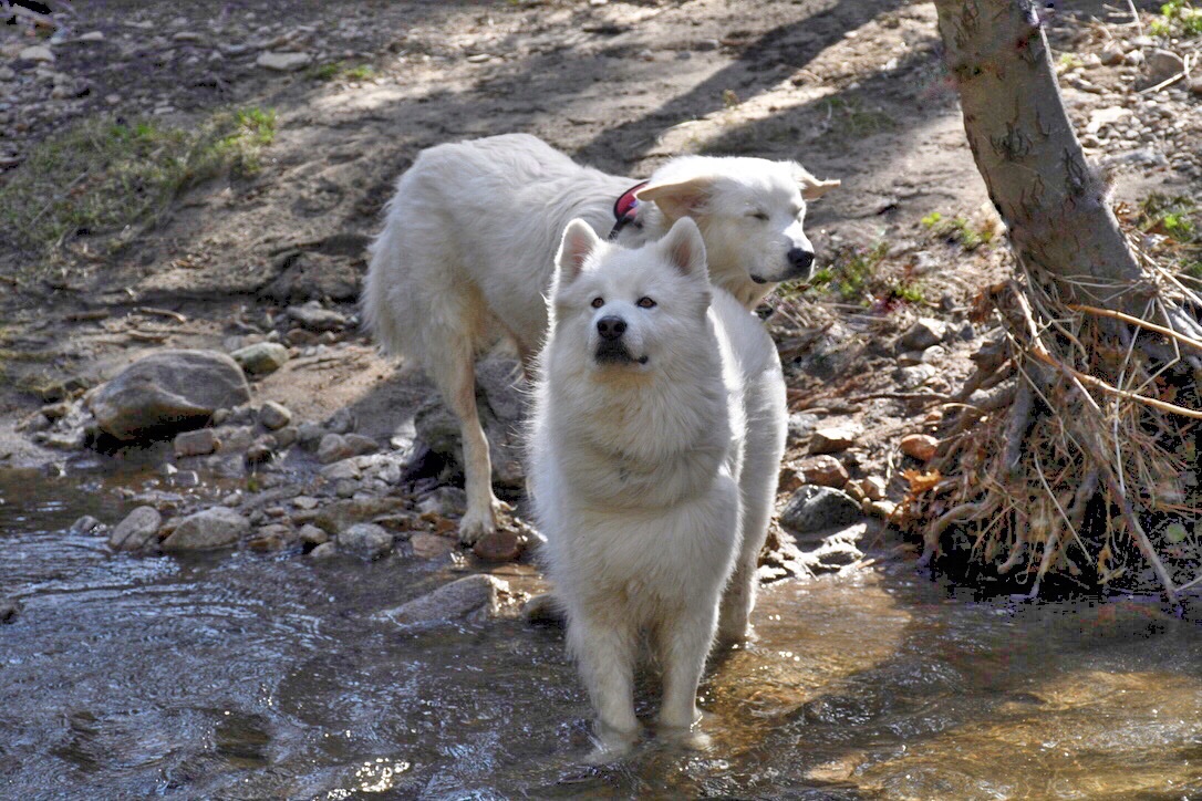 A_muse1's tweet photo. @ForecasterEnten @kanethehusy and Bella, the Great Pyrenees. https://t.co/N8W4EWLS9Z