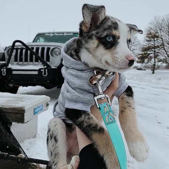 @jeepindogs tweet media