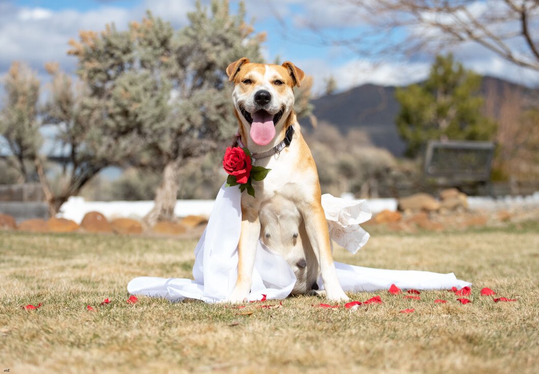 pawsibilitiesNV's tweet photo. Sophie is the most beautiful momma to be #maternity #AdoptDontShop #rescueismyfavouritebreed https://t.co/UVyNlTqWoL