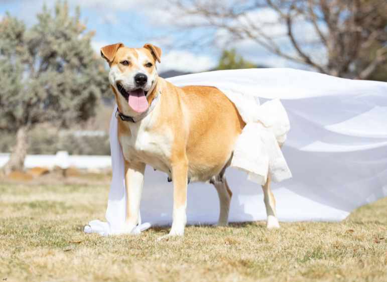 pawsibilitiesNV's tweet photo. Sophie is the most beautiful momma to be #maternity #AdoptDontShop #rescueismyfavouritebreed https://t.co/UVyNlTqWoL