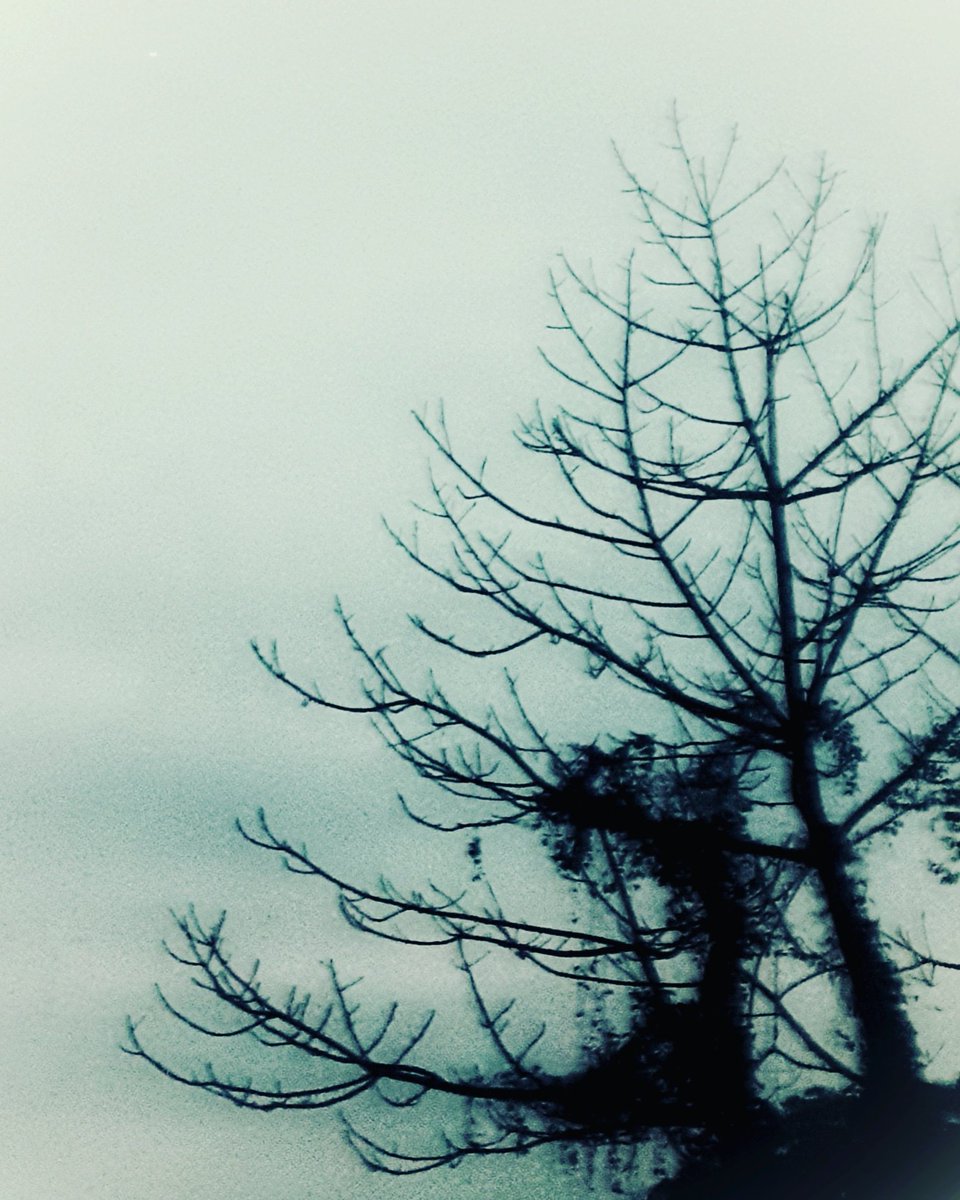 DiluAli1's tweet photo. Stalks
PHOTOGRAPHY by Dilu Ali
#stalks #evening #tree #forest #sunset #sky #wild #wildlife #nature #beauty #explorebangladesh #naturebangladesh #beautifulBangladesh #wildbangladesh #travelbangladesh #story_of_bangladesh #exploreb #Dilu_Ali_Photography https://t.co/ma5aFJpwoF