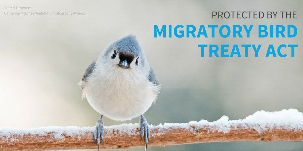 audubonsociety's tweet photo. For a hundred years, the Migratory Bird Treaty Act has protected beloved birds like the Tufted Titmouse and >1,000 other species. But now, this imperative law is facing its most serious attack yet. Take action today to #ProtectTheBirds: https://t.co/82aC04GMdY https://t.co/ZX3BeczW2j