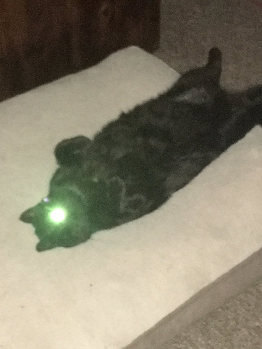 DogPoundGeneral's tweet photo. @MSmithBubbles #RIP to Una Lazer Eye https://t.co/AN9pl7eEcQ