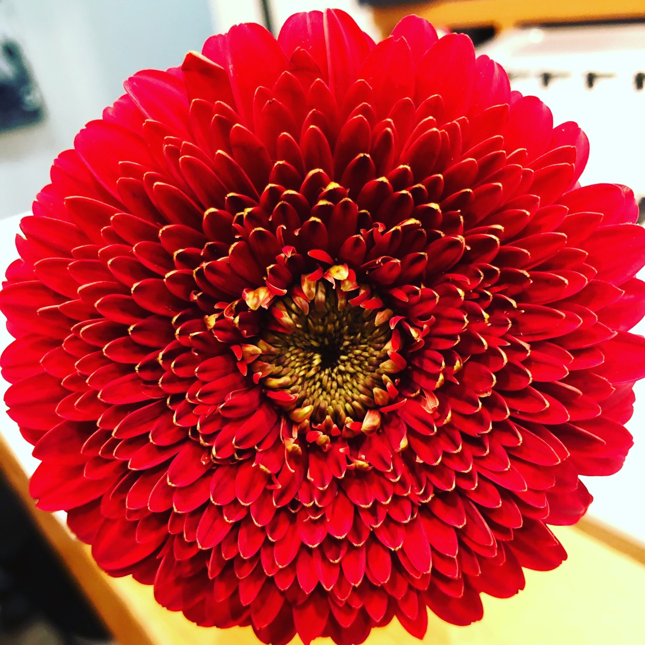 Top Of The Morning 3 16 トポモ 今週のflower ガーベラ アフリカンタンポポ 南アフリカで約100年前に発見され ドイツの植物学者ガーバーサンの名前から名着けられました 花言葉 希望 Hope 常に前進 前向きetc 詳しく Radiko Top Of The Morning 3 16 トポモ 今週のflower ガーベラ アフリカンタンポポ 南アフリカで約100年前に発見され ドイツの植物学者ガーバーサンの名前から名着けられました 花言葉 希望 Hope 常に前進 前向きetc 詳しく Radiko