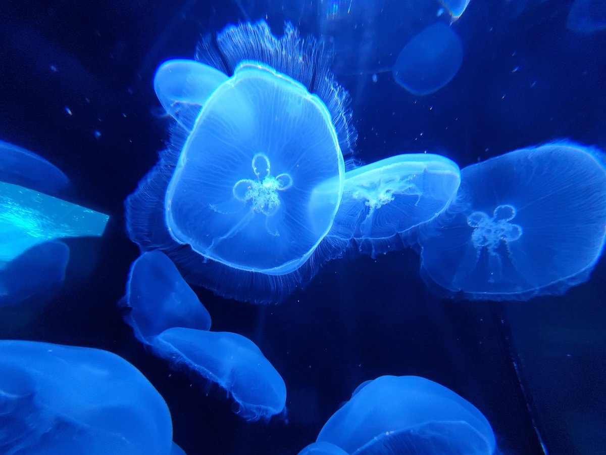 LiJeneOh's tweet photo. Just wanted to see something beautiful before the world ends

@FrostScience https://t.co/aZytmCX20O