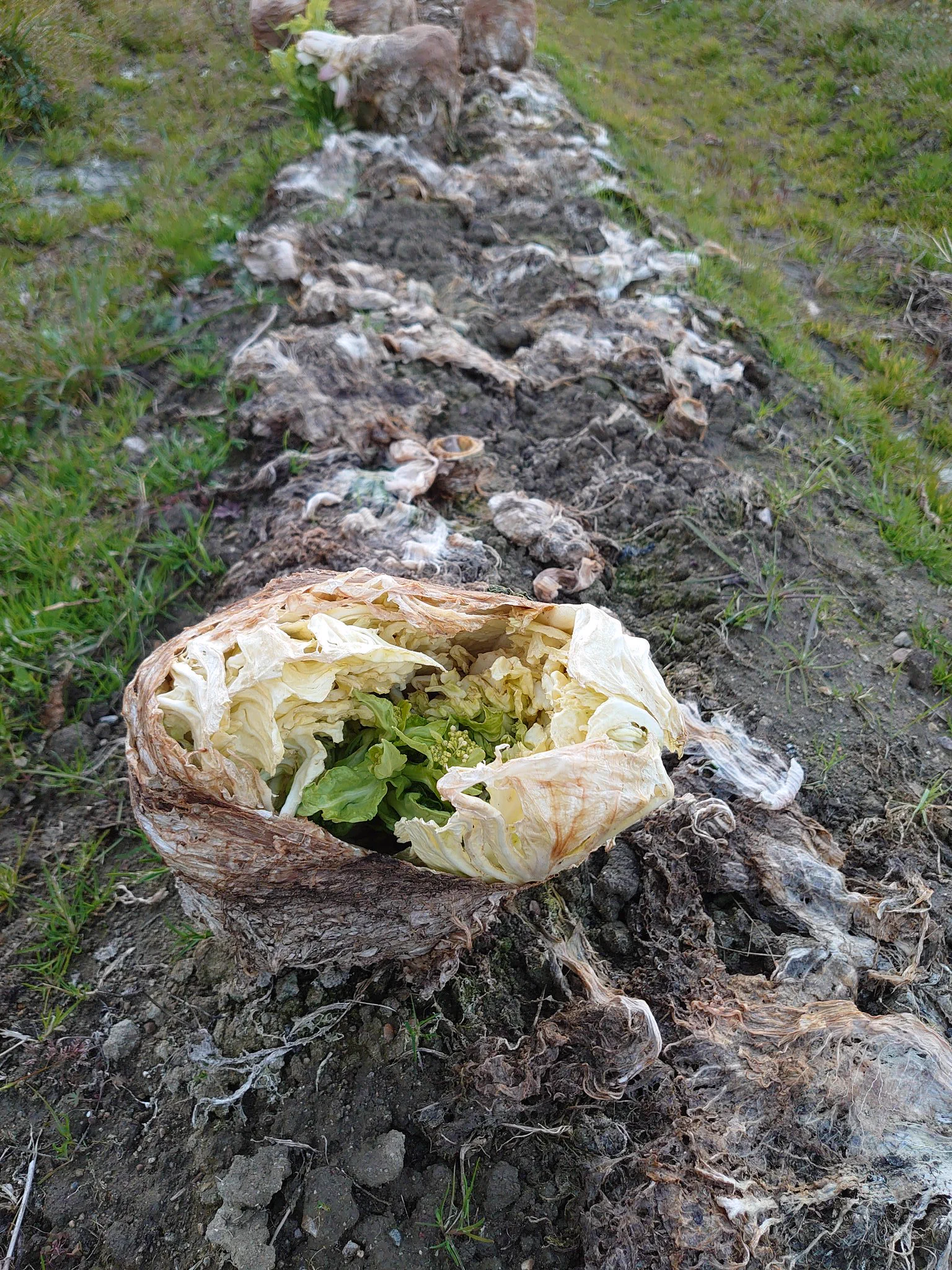 畑に無数のエイリアンの卵？！その正体はあの野菜だった！