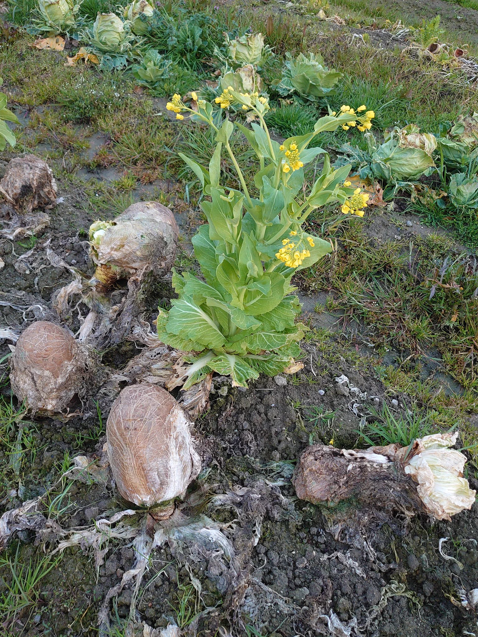 畑に無数のエイリアンの卵？！その正体はあの野菜だった！