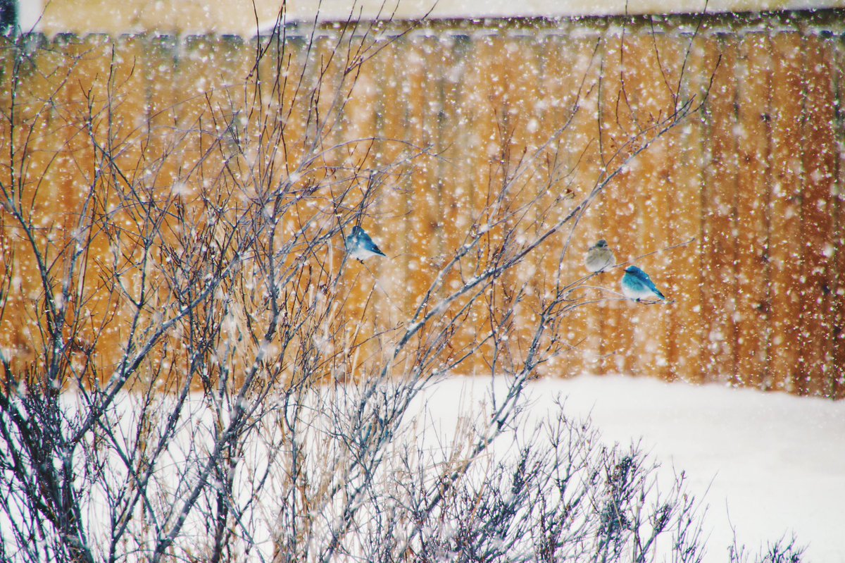 NikMSimmons's tweet photo. I love watching all the different birds visit the trees around my home. Everything from little bluebirds to majestic bald eagles. Though the robins—our harbingers of spring—do not seem impressed by the recent snowfall. #Montana #nature #birds #fluffedup #greatdistraction https://t.co/RKKg0QJCYH