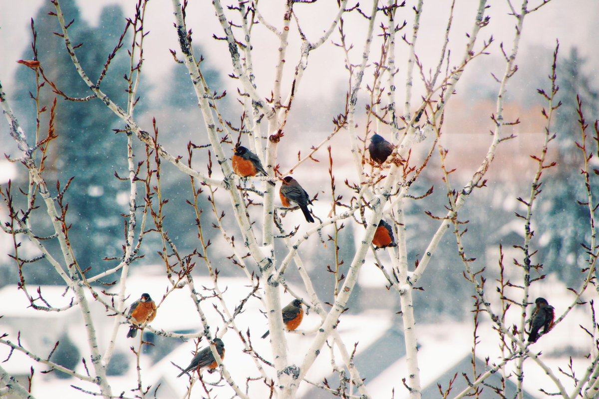 NikMSimmons's tweet photo. I love watching all the different birds visit the trees around my home. Everything from little bluebirds to majestic bald eagles. Though the robins—our harbingers of spring—do not seem impressed by the recent snowfall. #Montana #nature #birds #fluffedup #greatdistraction https://t.co/RKKg0QJCYH
