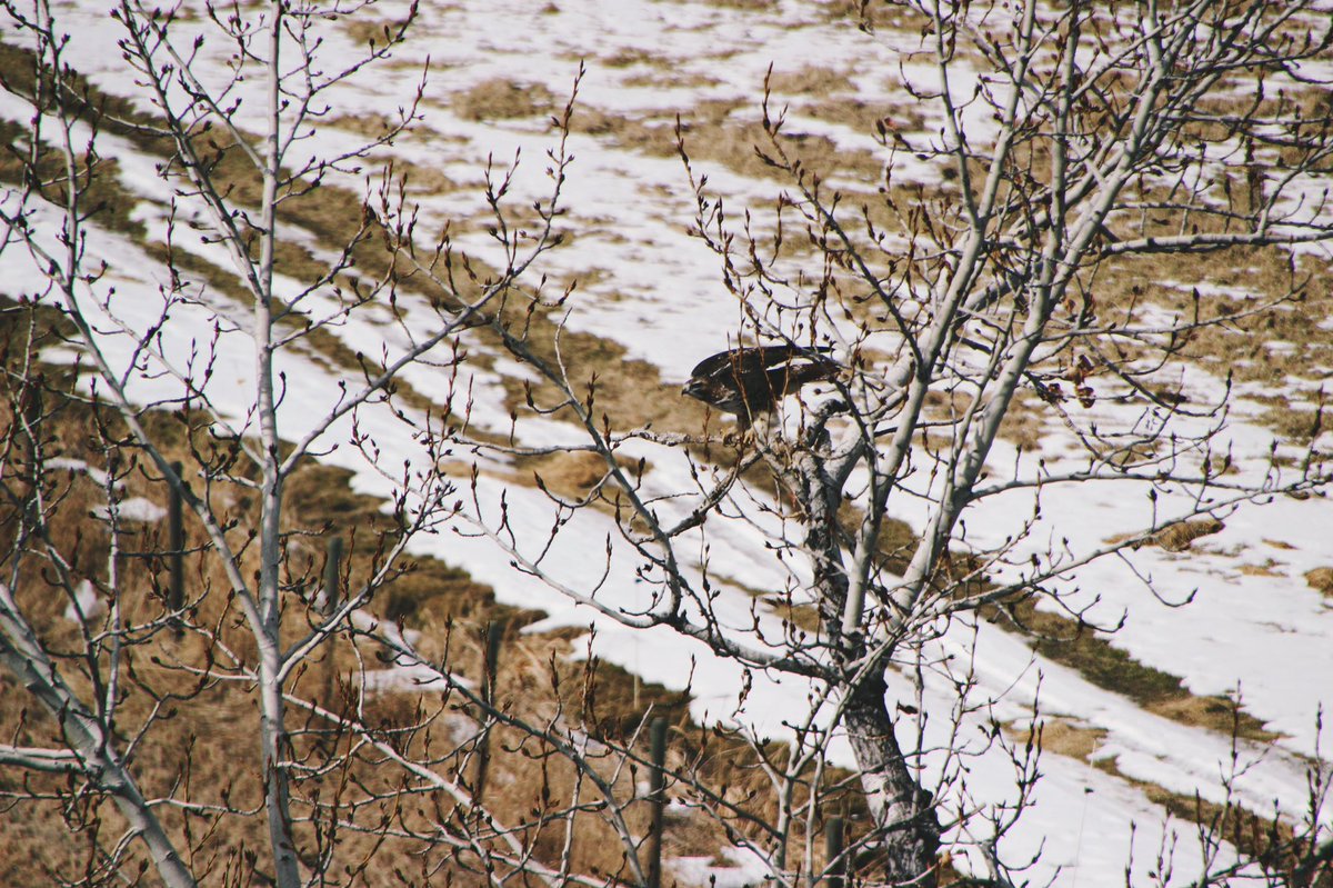 NikMSimmons's tweet photo. I love watching all the different birds visit the trees around my home. Everything from little bluebirds to majestic bald eagles. Though the robins—our harbingers of spring—do not seem impressed by the recent snowfall. #Montana #nature #birds #fluffedup #greatdistraction https://t.co/RKKg0QJCYH