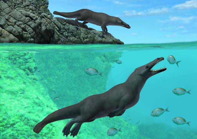 Gohar_A_S's tweet image. #Pregocetus #pacificus, or "the traveling #whale that reached the #Pacific", is an amphibious four-legged whale that lived along the coast of #Peru 42.6 million years ago. It represents the first record of an amphibious whale for the whole Pacific $Ocean.
Photo: Alberto Gennari