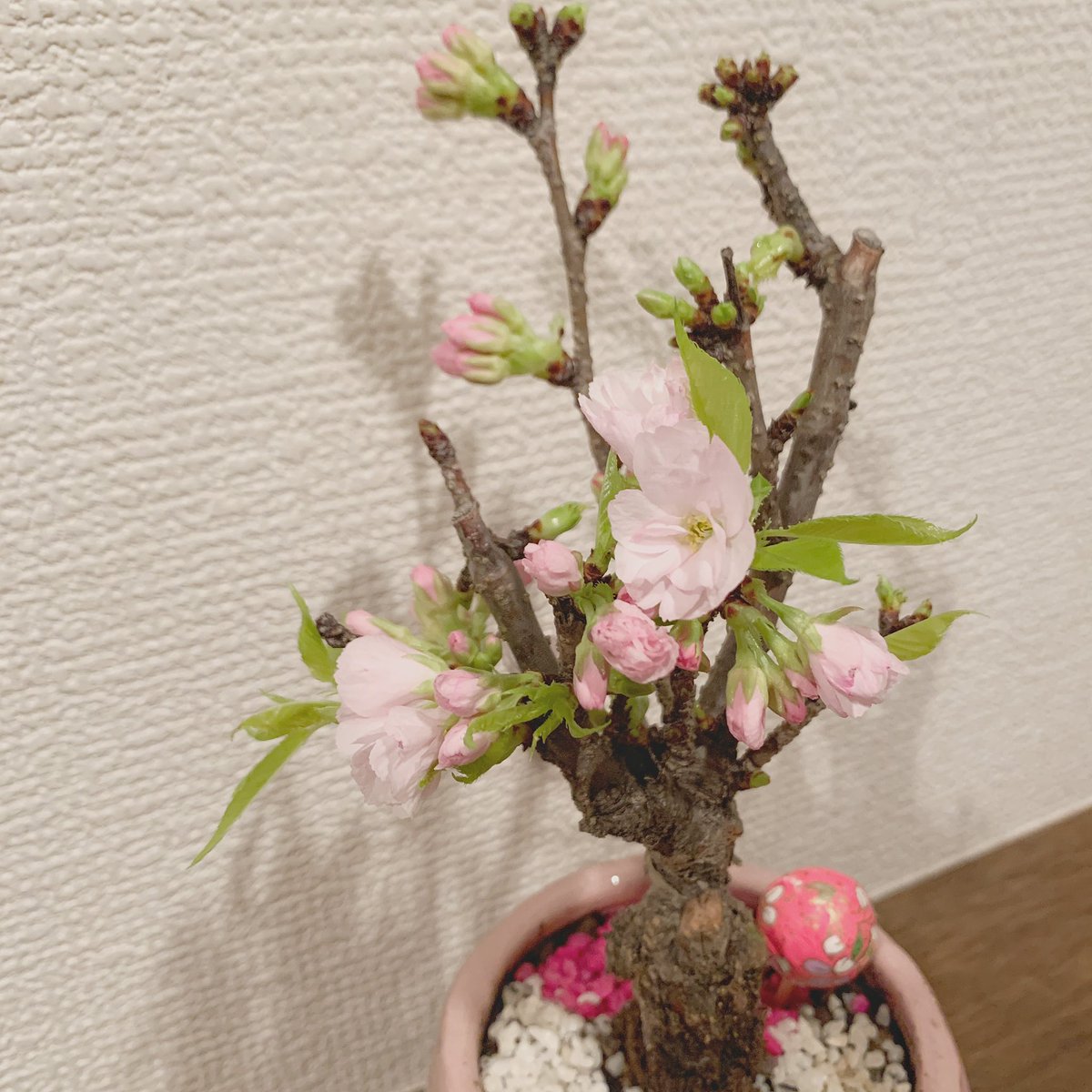 Music School つちhouse على تويتر ボーカルの松田です 最近私は桜の木 盆栽 を買い 自宅で小さい春を迎えようと準備中 2 3日前につぼみ状態で買ったのにもう咲き始めてます 兄さん早いです もうちょっと成長遅くていいです そんな開花宣言 笑