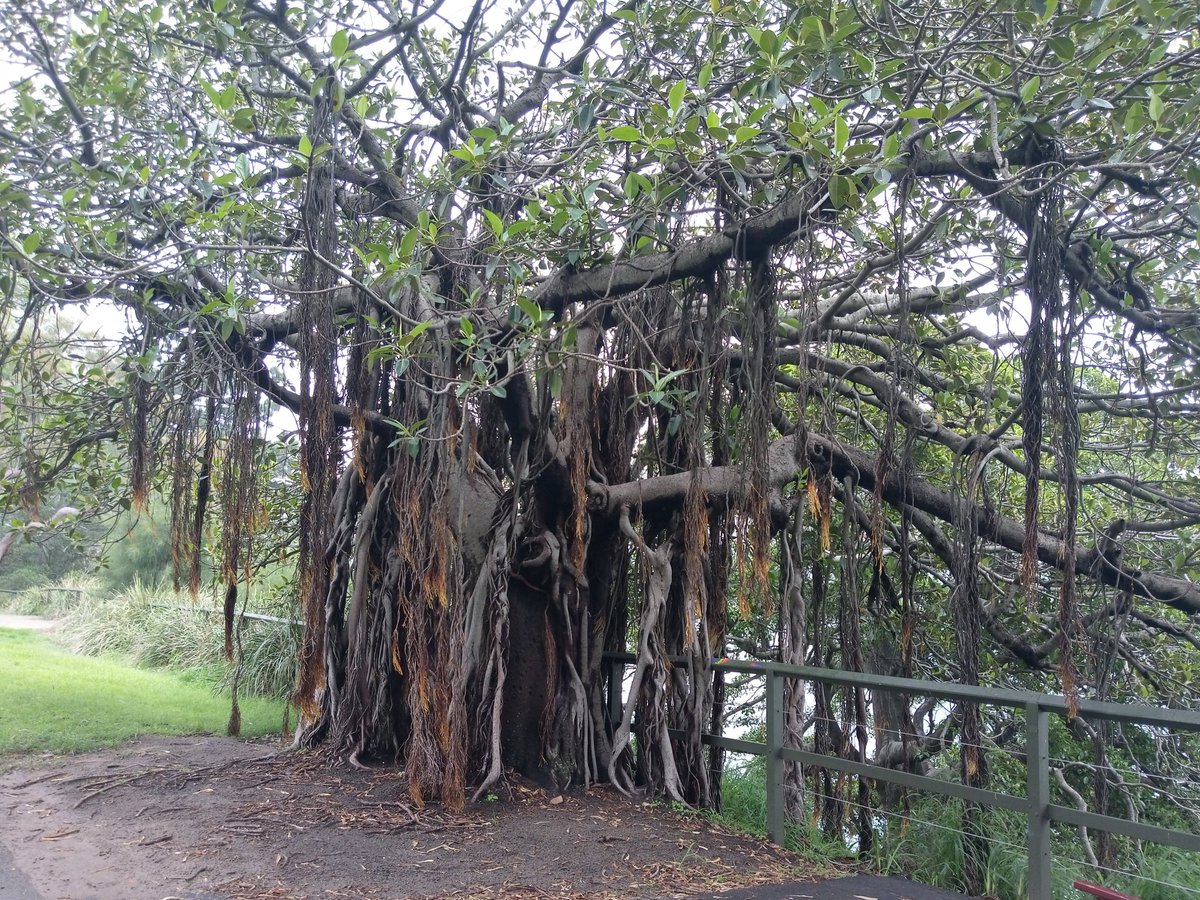 ShelleyHass's tweet photo. The Royal Botanic Gardens in Sydney Harbour. You'd think after 3.5 years of layovers here I'dve come down this way before! #makingtodaycount #Aussie https://t.co/HbljsRJEfJ
