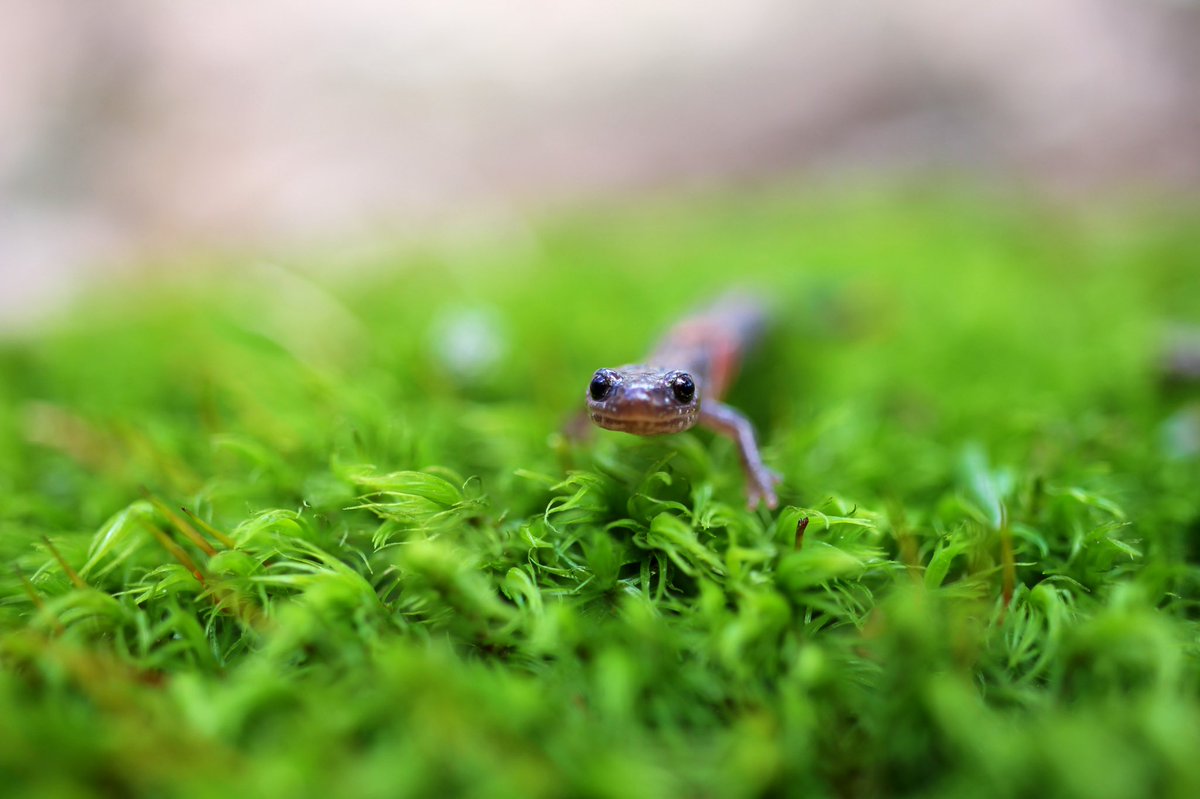 Claudia Lacroix🐢🐟 tweet media