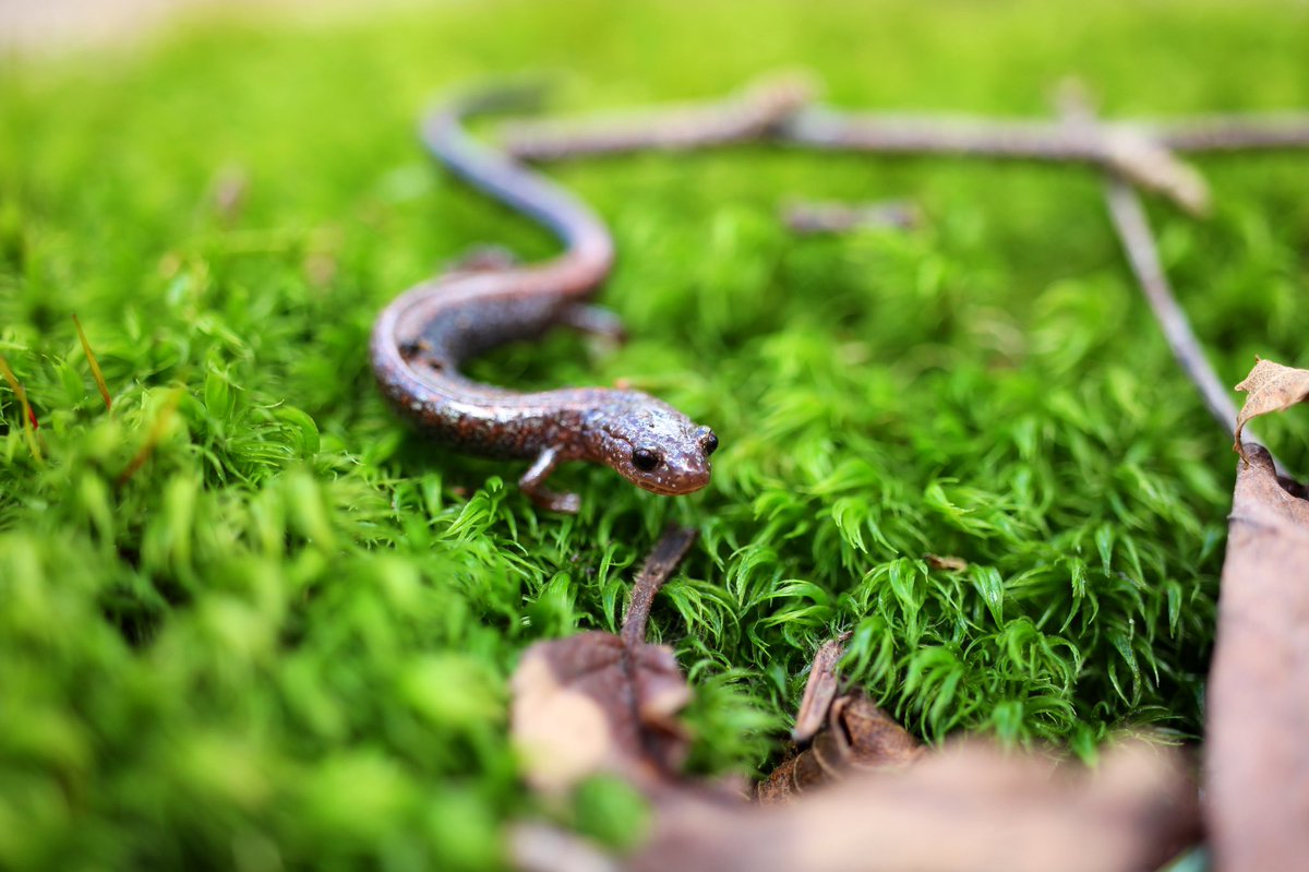 Claudia Lacroix🐢🐟 tweet media