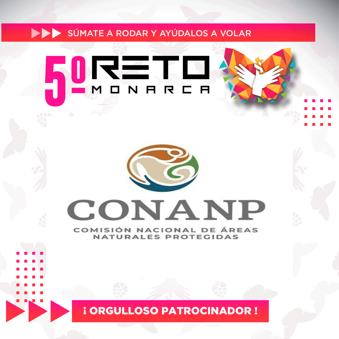 RetoMonarca's tweet photo. ¡¡ GRACIAS !! https://t.co/MomlOWGcpM