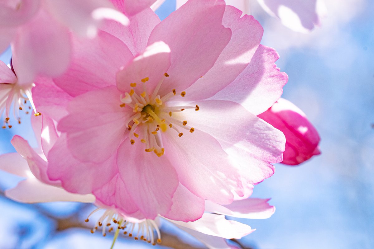 lefowlerstudio's tweet photo. First blossom
.
.
.
.
.
 #photography #cherryblossom #nikonphotography #nikon #nikond5300 #macro #macrophotography #naturephotography #macronature #macroflower #flowerphotography  #macro_vision #macro_world #flowers https://t.co/Um21qGJ1fG