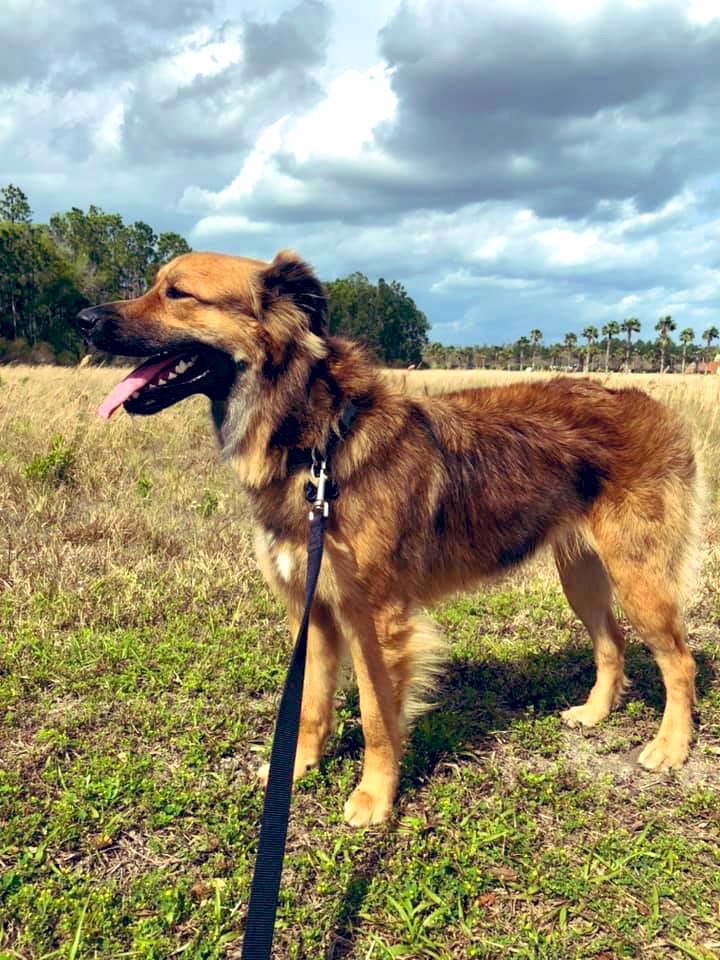 Pupdate!
Ruger, from an AL shelter, came to us untrusting &amp; scared. He took some time to adjust, socialize &amp; bond with us prior to adoption. But we found him his perfect family and his life is filled with so much adventure, hiking &amp; hammock snuggles! Happy tails, Rugie boy!💕🐾