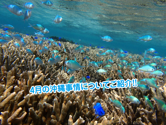 もうすぐ、4月。春ですね！！今回は4月の沖縄ダイビングについて紹介です(^O^)
でも、沖縄はすでに『初夏』♪
どのビーチも海開きが完了し、賑わいを見せてきます！
4月のダイビングやシュノーケリングはラピスにお任せ下さい♪詳しくはこちら☆↓↓↓
lapice.biz/info/guide/377…