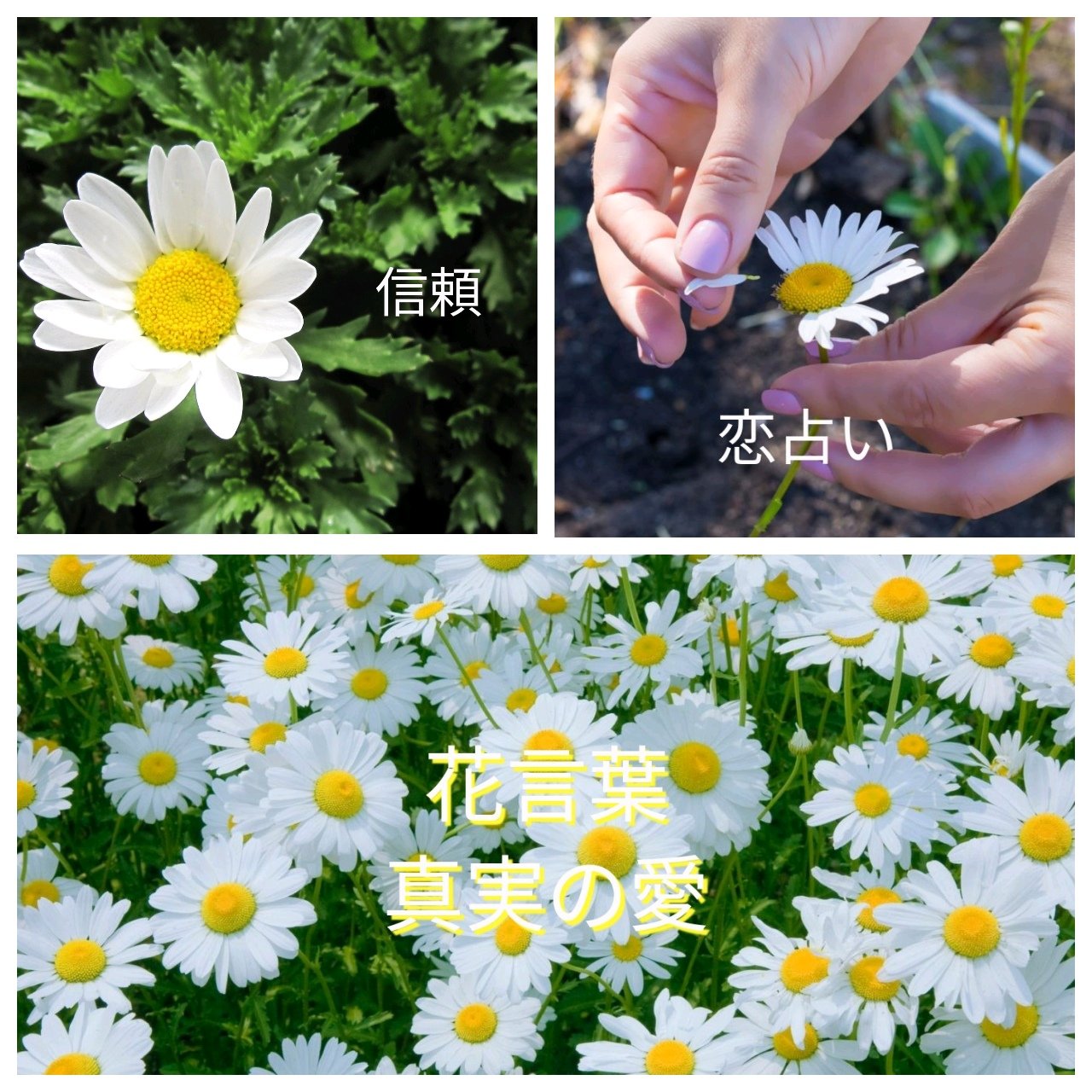 わび さび 139 花言葉は 真実の愛 ドナー協力者名簿は全滅だったけど 草間流で感謝忘れず 親子で一礼 喜美子 Amp 武志 揃って一礼 フォーカスは マーガレットへ 他に 恋占い 信頼 秘めた愛 など スカーレット 伊藤健太郎 戸田