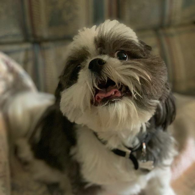 compassdarin's tweet photo. We get to spend some time with this little sweetie today. ❤️🐶 https://t.co/Vfpec0D9wX https://t.co/Uq6bIqaqFL