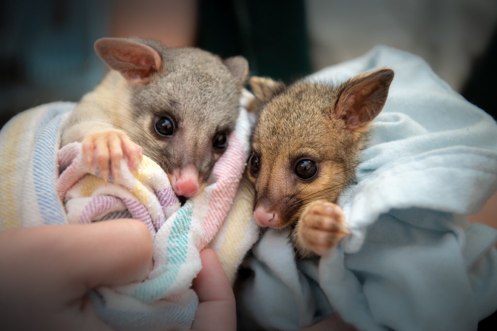 wildwarriors's tweet photo. James was admitted to the hospital as an orphan and is being raised around the clock. He now has a friend! Ariel was found without a mother and brought in to the hospital. Ariel and James have become the best of friends and love nothing more than to snuggle up together! 💛 https://t.co/GrWkqxzWiW