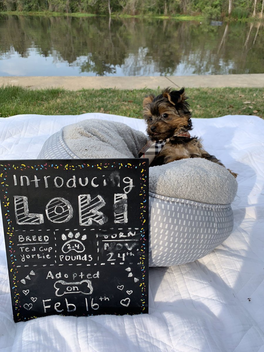 Queen_Lizzle's tweet photo. We’ve got a new addition to the family❤️ https://t.co/YKl8HPmTgf