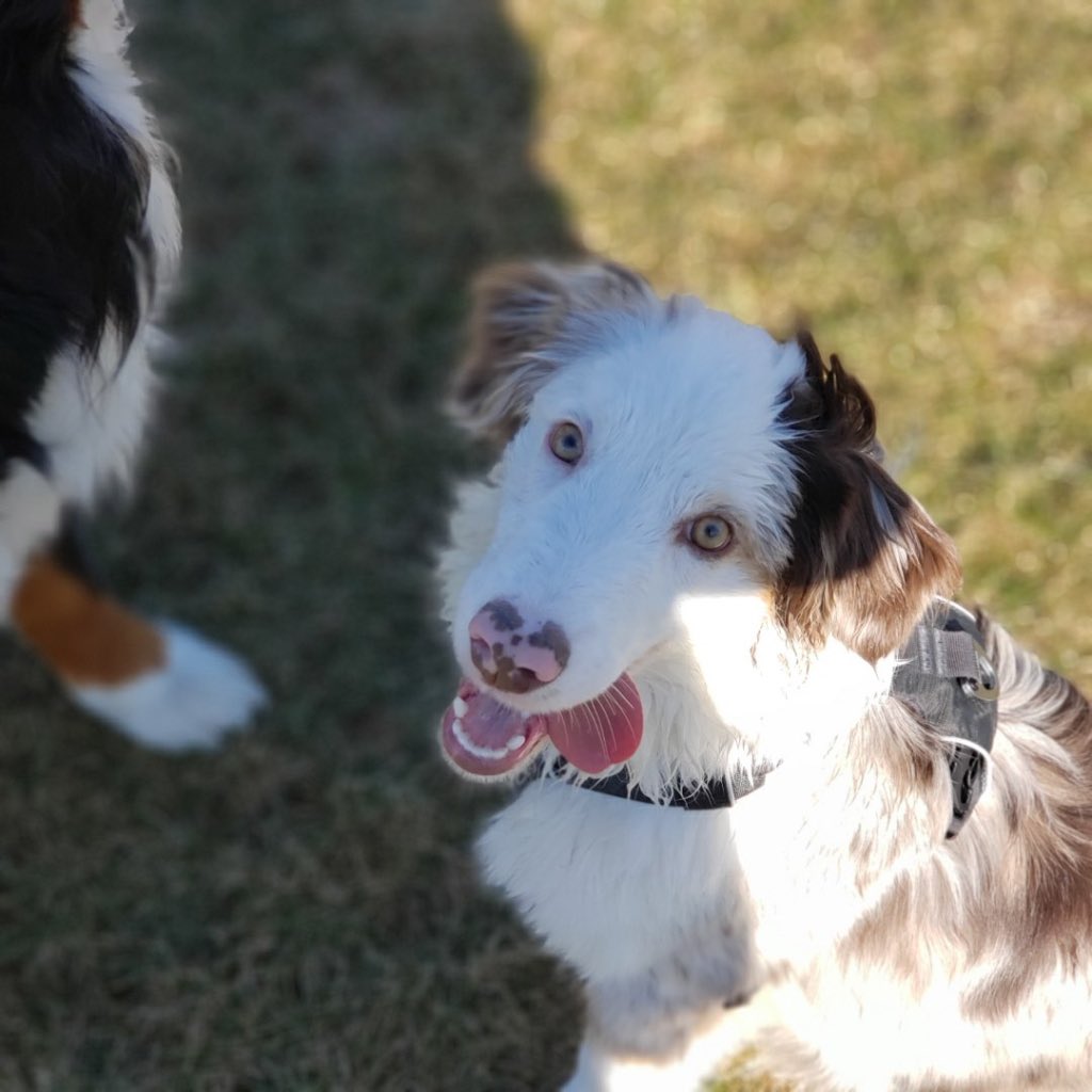 Here’s my cute puppy.  Angus.  Spent a nice day outside today having some much needed family time.