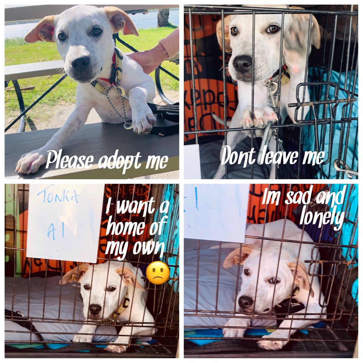 DoggyHeavenFun's tweet photo. #lonelypup #brothersandsistersalladopted #AdoptDontShop #awlqld #goldcoast https://t.co/3WGojwuU0m