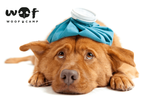 WoofCampMX's tweet photo. 😷💉 Debes mantenerte informado y no creer toda las publicaciones que comparten.

- Existen bajas posibilidades de que tu perro de contagie
- No existen actualmente vacunas destinadas a los perros
- Pregunta a tu veterinario todas las dudas que tengas 🐶 https://t.co/sx0wKt4rbd