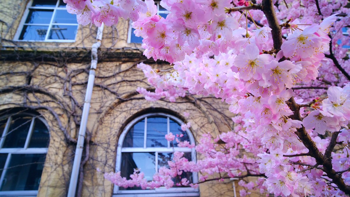 Mkタクシー 卒業式で卒業生が桜が見られるように という思いで品種改良された 春めき という早咲きの桜の写真が届きました この桜が卒業生に届けば幸いです ご卒業おめでとうございます 3 12 ドライバー 撮影 卒業式