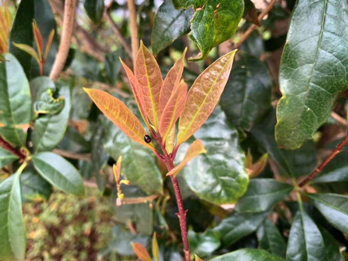 きんもくせいに害虫発見 害虫の種類と駆除 予防策まとめ 庭木の剪定の仕方１００楽しくなる庭木の手入れまるわかり