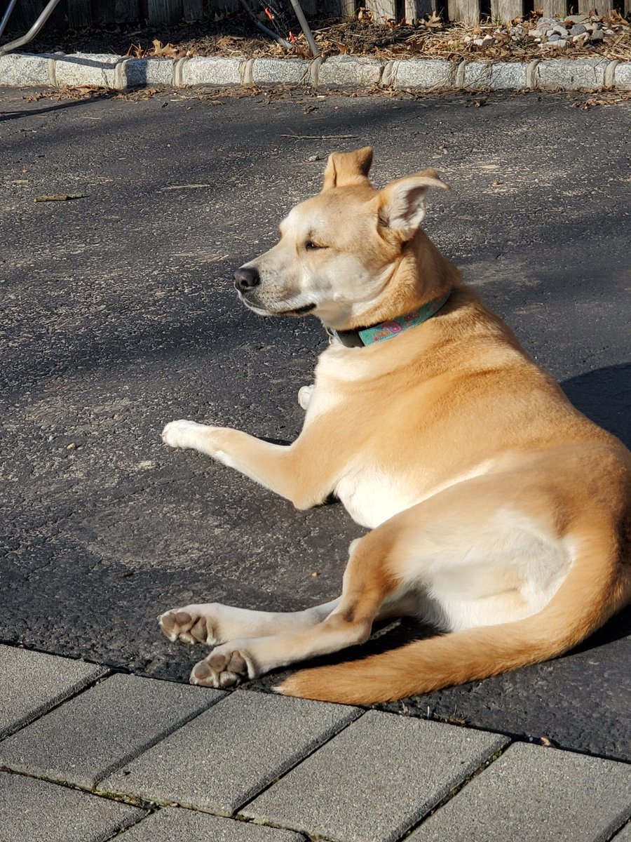 AngrierNJGirl's tweet photo. @flopp2024 #Lilly2020 is still a thing bec she is adorable.
My Lucy basked in the sun today like a true Diva. https://t.co/VsyvZ4dvr9