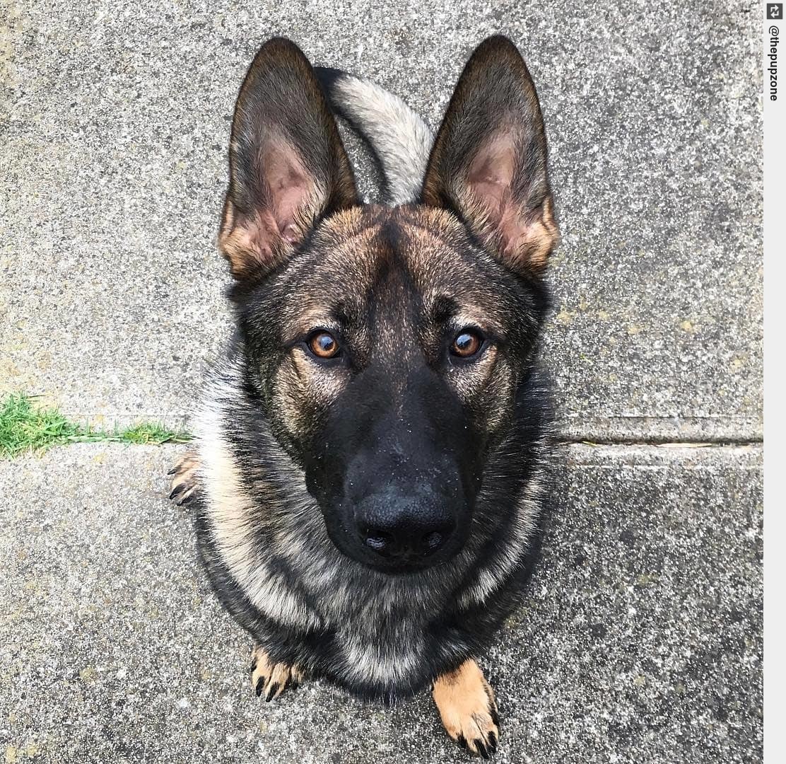 IngloriousDogs's tweet photo. Photo by All enquiries, please see email in bio. . #cutedogfeatures #puppydogeyes #puppystagrams #puppylove #puppy #puppies https://t.co/WKWuxv5jHf