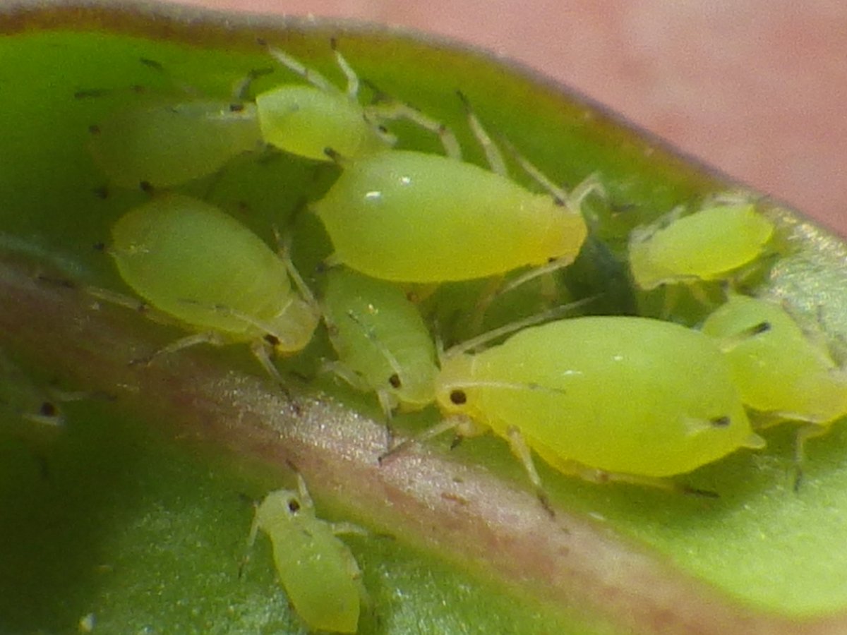 足立区生物園 בטוויטר 食草温室では昆虫のエサである植物を守るため害虫駆除を行います 害虫といえども アブラムシの可愛さについつい見入ってしまいました つぶらな目とこのフォルムがなんとも言えない 足立区 生物園 食草温室 害虫 アブラムシ