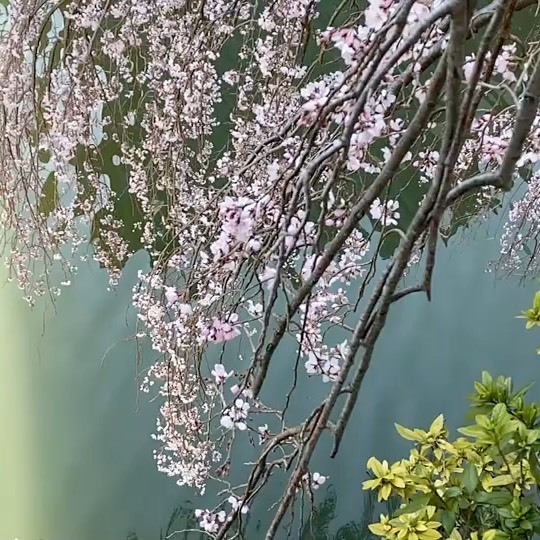 cleo_studio's tweet photo. スタジオ近くの目黒川の枝垂れ桜〜‼︎
チワワのうづらちゃんと、のんびり五反田まで散策！
コロナの影響か人が少ない https://t.co/ZLAkqVFATq https://t.co/NqL7nZyDY4