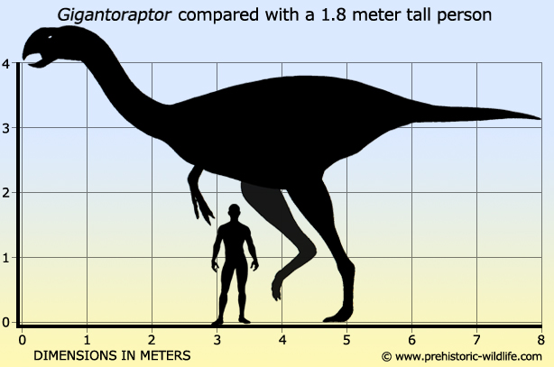 I was always under the impression the largest oviraptors weren't like, huge by dinosaur standards, but it turns out this one is the size of a house 