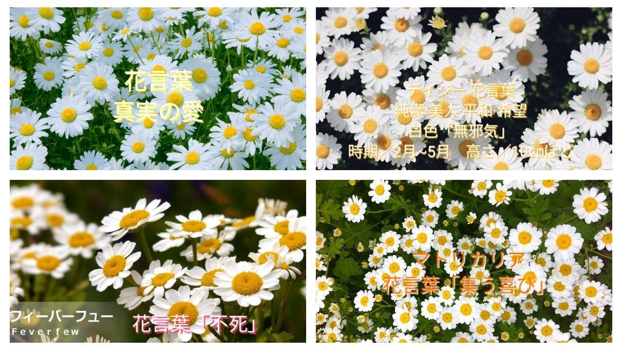 わび さび Sunnygarden7 追記 まだ あるんですよ マーガレット カモミール ノースポール ｗ T Co Ab6jmpm81a Twitter