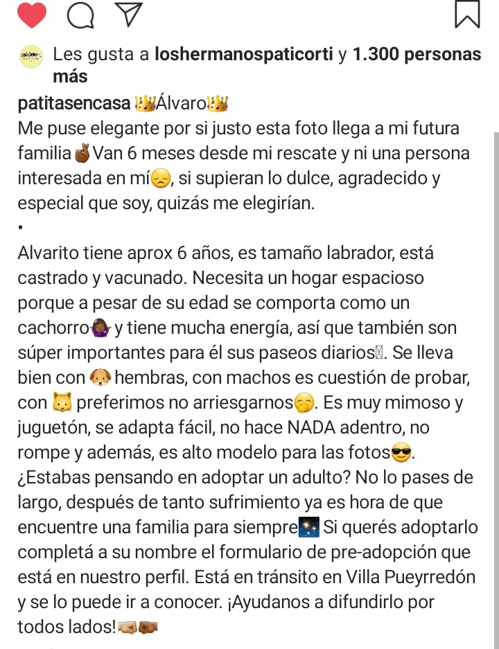 0hmyfuck's tweet photo. Les juro que si no lo adoptan me voy a etc etc https://t.co/jcnKnIF5mk