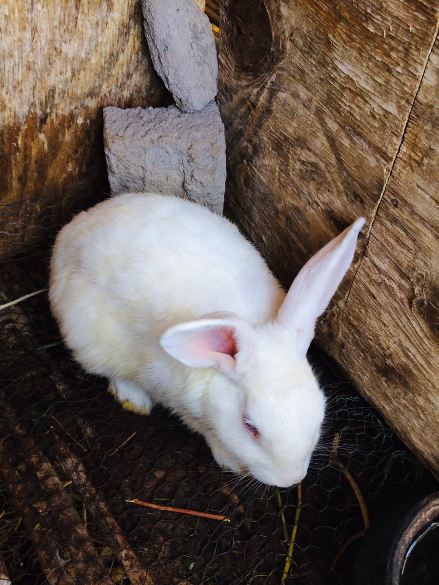 chival's tweet photo. Vivendo com coelhinhos 🐰 https://t.co/4v6414ssmM