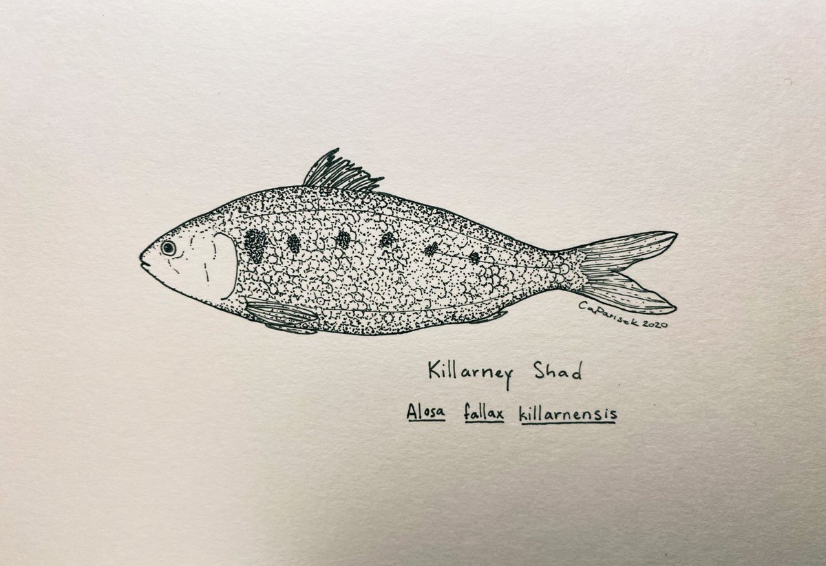caparisek's tweet photo. Killarney shad - endemic to Ireland, and the only lake-dwelling shad in Ireland (of 2 others: Allis & Twaite).
This shad is a subspecies of Twaite shad, who it is believed to have been landlocked in the Lough Leane region at the end of the last Ice Age. #sundayfishsketch #ink52 https://t.co/RvUrzPWPMf