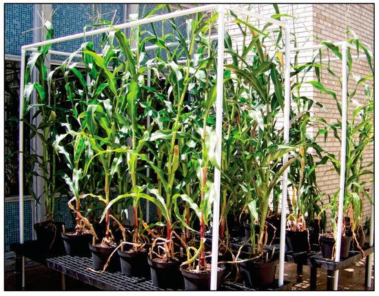 Agronomy_Mdpi's tweet photo. Crop Yield, Ferritin and Fe(II) boosted by #Azospirillum #brasilense (HM053) in #Corn
by Stephanie Scott, Alexandra Housh, Garren Powell et al.
@Mizzou
https://t.co/3qjmUlKcFd https://t.co/z8UZRMoiz1