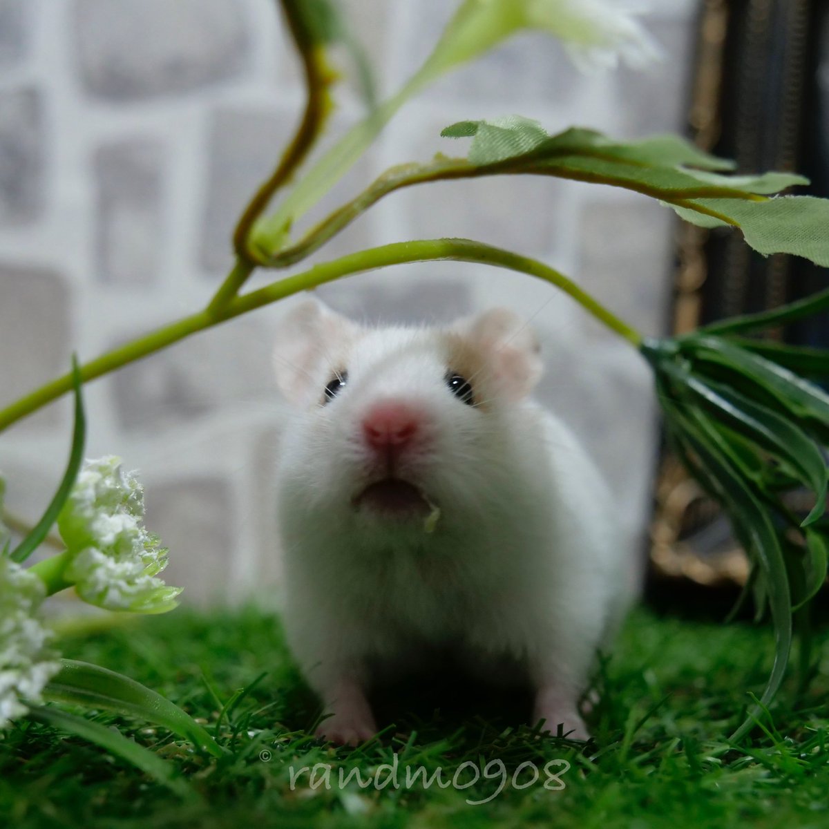 ハムスター多頭飼い