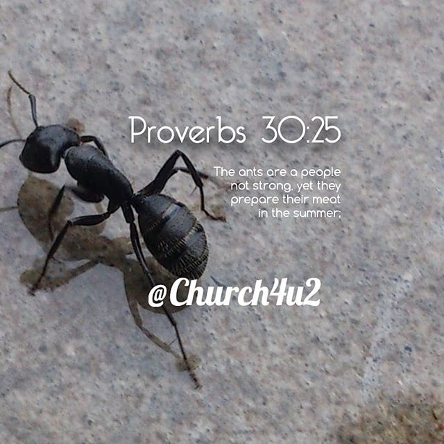 Church4u2's tweet photo. Proverbs 30-25 “The ants are a people not strong, yet they prepare their meat in the summer;” https://t.co/IbJUO8svoO https://t.co/5nbLDL2dor