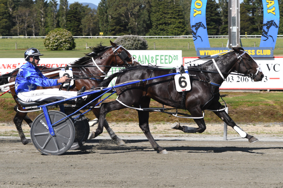 nzbstandardbred's tweet photo. 2019 #NZBStandardbred National Yearling Sale graduate First Class (NZ) lived up to his name when scorching to an impressive win in the Group Three Kindergarten Stakes (1609m) at Wyndham on Saturday.🥇#WhereWinningBegins

READ: https://t.co/gZiuIFKH1J
📸: First Class (NZ) https://t.co/d0ag3uCKBe