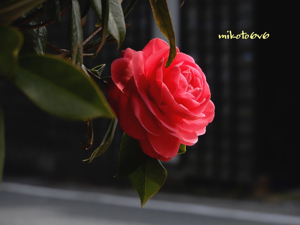 紅色の #椿 の花が
ぽつりと咲いていました 🙂
 
花言葉：控えめな優しさ・誇り・気取らない優美さ・謙虚な美徳
#ツバキ #つばき #八重咲き #花 #春 #キリトリセカイ #イマハナ #TLを花でいっぱいにしよう #Camellia #CamelliaJaponica #Flower #Spring #Nikon #Photography #Mikotography #coregraphy
