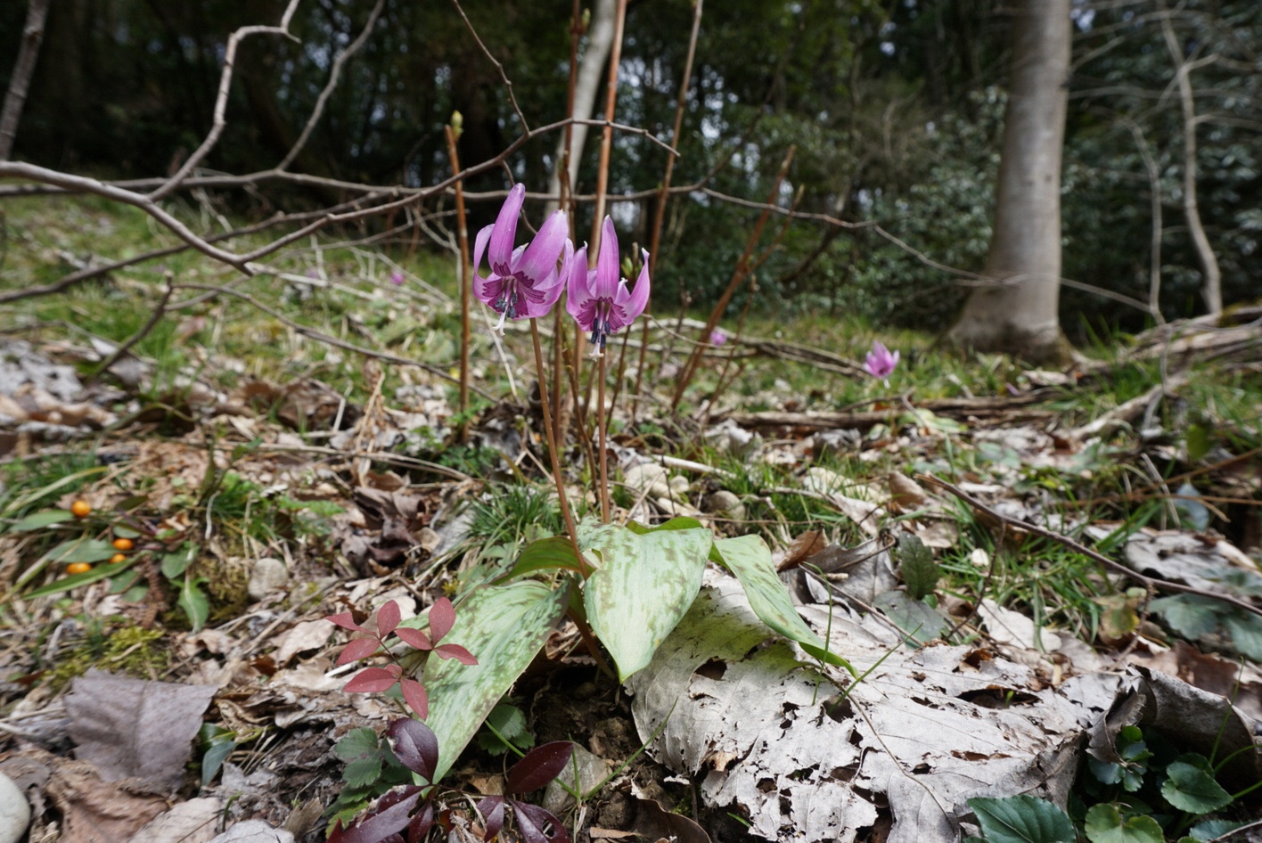 高岡市 Twitterissa 水道つつじ公園 高岡市の花 かたかごが可憐に咲いています 上下水道局 花と緑の課 Takaoka 高岡 花 かたかご カタクリ T Co Awnc4mr6hi Twitter