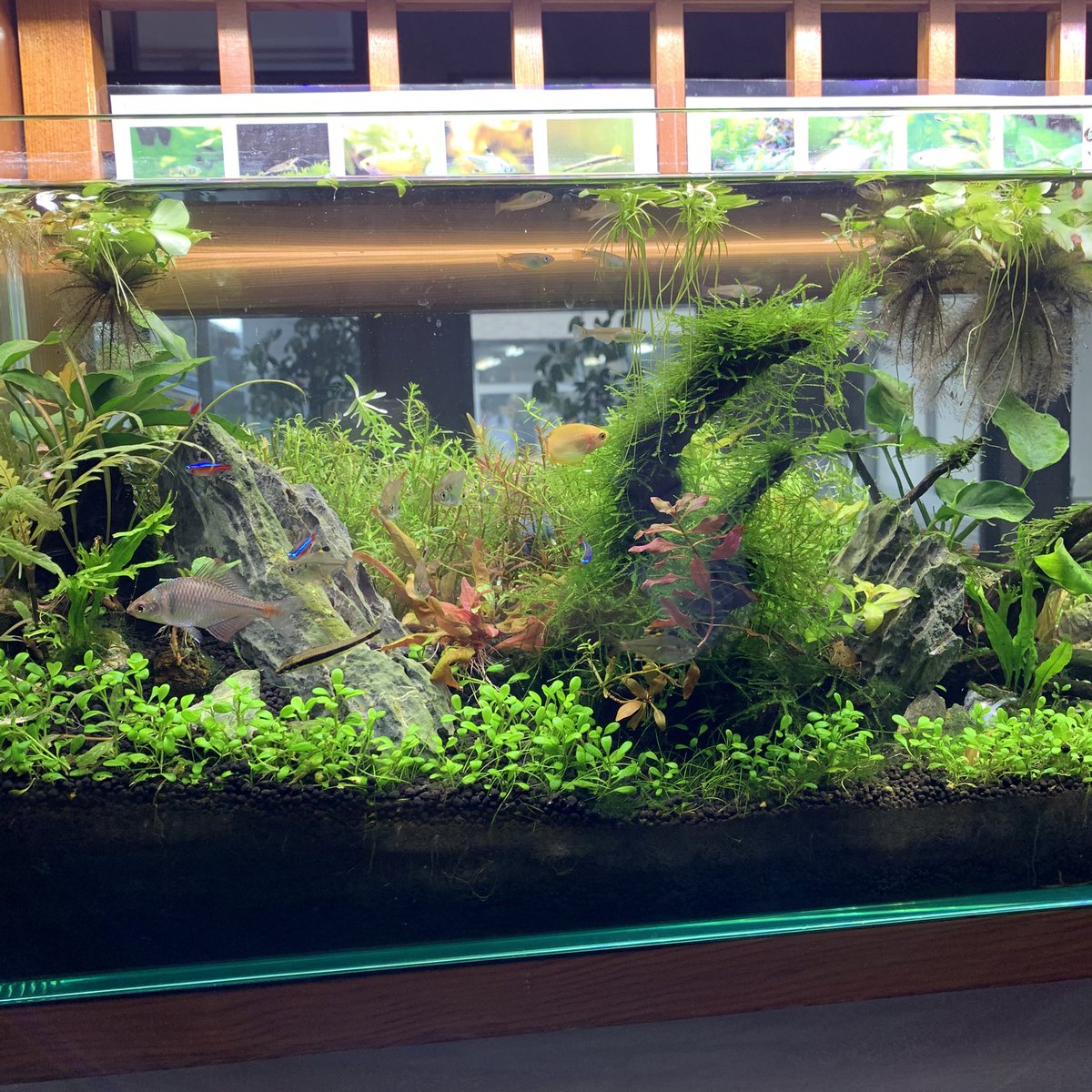 鳴子 川渡温泉 越後屋旅館 糸状ゴケに悩まされ続けアルジミン使ってましたがやつぱりロタラが弱ってきたのとコケ減らないのとで作戦変更 ウォーターエンジニアリングのリバース グレインで水質改善へ アクアリウム コロナに負けるな